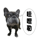 APPLE-French bulldog（個別スタンプ：6）