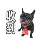 APPLE-French bulldog（個別スタンプ：8）