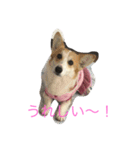 Corgi Bellnonichijyoukaiwa（個別スタンプ：1）