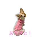 Corgi Bellnonichijyoukaiwa（個別スタンプ：2）