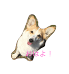 Corgi Bellnonichijyoukaiwa（個別スタンプ：3）