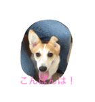 Corgi Bellnonichijyoukaiwa（個別スタンプ：5）