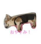 Corgi Bellnonichijyoukaiwa（個別スタンプ：7）