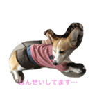 Corgi Bellnonichijyoukaiwa（個別スタンプ：8）