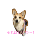 Corgi Bellnonichijyoukaiwa（個別スタンプ：9）