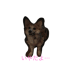 Corgi Bellnonichijyoukaiwa（個別スタンプ：10）