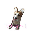 Corgi Bellnonichijyoukaiwa（個別スタンプ：11）