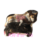 Corgi Bellnonichijyoukaiwa（個別スタンプ：12）