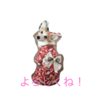 Corgi Bellnonichijyoukaiwa（個別スタンプ：13）