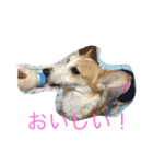 Corgi Bellnonichijyoukaiwa（個別スタンプ：14）