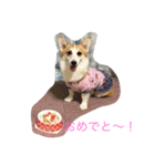 Corgi Bellnonichijyoukaiwa（個別スタンプ：15）