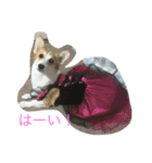 Corgi Bellnonichijyoukaiwa（個別スタンプ：16）