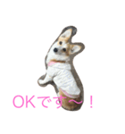 Corgi Bellnonichijyoukaiwa（個別スタンプ：17）