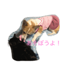 Corgi Bellnonichijyoukaiwa（個別スタンプ：18）