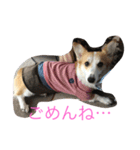 Corgi Bellnonichijyoukaiwa（個別スタンプ：19）