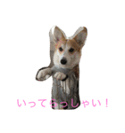 Corgi Bellnonichijyoukaiwa（個別スタンプ：21）