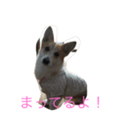 Corgi Bellnonichijyoukaiwa（個別スタンプ：22）