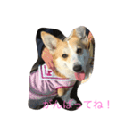 Corgi Bellnonichijyoukaiwa（個別スタンプ：24）