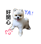 Pomeranian John John（個別スタンプ：2）