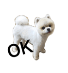 Pomeranian John John（個別スタンプ：3）