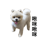 Pomeranian John John（個別スタンプ：4）