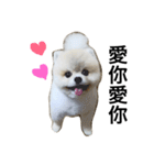 Pomeranian John John（個別スタンプ：5）