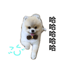 Pomeranian John John（個別スタンプ：6）