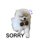 Pomeranian John John（個別スタンプ：7）