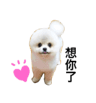 Pomeranian John John（個別スタンプ：9）