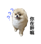 Pomeranian John John（個別スタンプ：11）