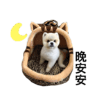 Pomeranian John John（個別スタンプ：16）