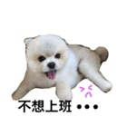 Pomeranian John John（個別スタンプ：17）