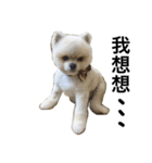 Pomeranian John John（個別スタンプ：19）