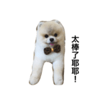 Pomeranian John John（個別スタンプ：21）