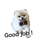 Pomeranian John John（個別スタンプ：22）