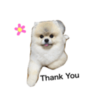 Pomeranian John John（個別スタンプ：23）