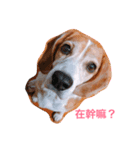 MyBeagle（個別スタンプ：1）