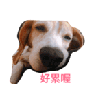 MyBeagle（個別スタンプ：2）