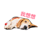 MyBeagle（個別スタンプ：3）