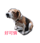 MyBeagle（個別スタンプ：4）