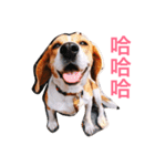 MyBeagle（個別スタンプ：5）