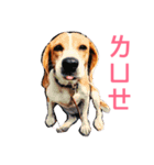 MyBeagle（個別スタンプ：6）