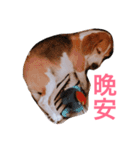 MyBeagle（個別スタンプ：8）