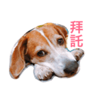 MyBeagle（個別スタンプ：9）