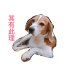 MyBeagle（個別スタンプ：11）