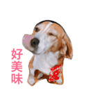 MyBeagle（個別スタンプ：12）