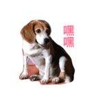 MyBeagle（個別スタンプ：13）