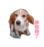 MyBeagle（個別スタンプ：14）