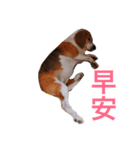 MyBeagle（個別スタンプ：15）