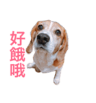 MyBeagle（個別スタンプ：16）